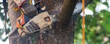 Lawn Watering Services in Ixonia, WI