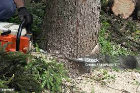 Ixonia, WI Tree Services Company