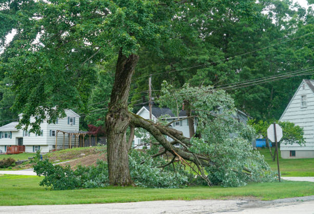 Best Tree Cabling and Bracing  in Ixonia, WI