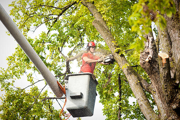 How Our Tree Care Process Works  in  Ixonia, WI