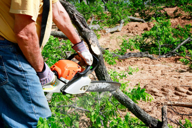Best Tree and Shrub Care  in Ixonia, WI
